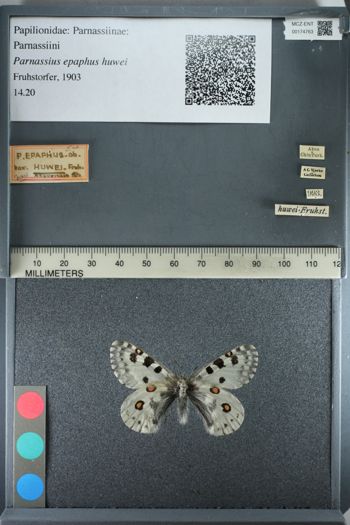 Media type: image;   Entomology 174763